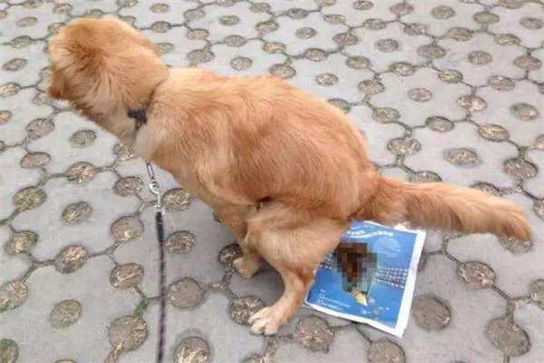 包著狗屎的紙算什么垃圾 包著狗屎的紙怎么扔 包著狗屎的紙算什么垃圾 包著狗屎的紙怎么扔