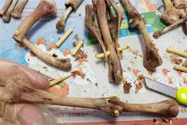 雞骨頭是什么垃圾分類(lèi) 雞骨頭是干垃圾還是濕垃圾