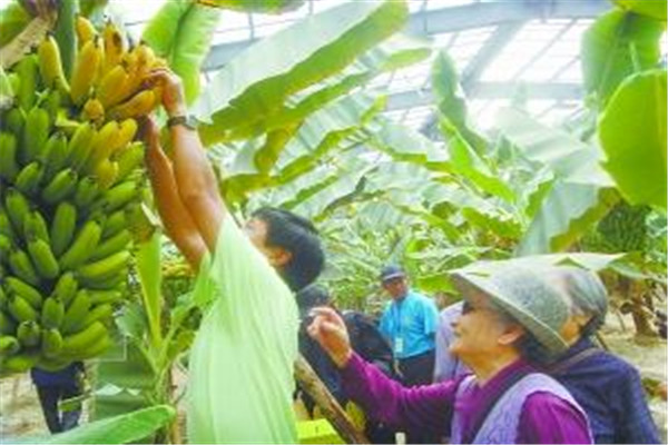 香蕉是什么季節(jié)的水果 香蕉什么時候成熟 香蕉是什么季節(jié)的水果 香蕉什么時候成熟