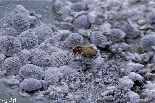 口紅是什么蟲子做的 由胭脂蟲做的口紅 口紅是什么蟲子做的 由胭脂蟲做的口紅
