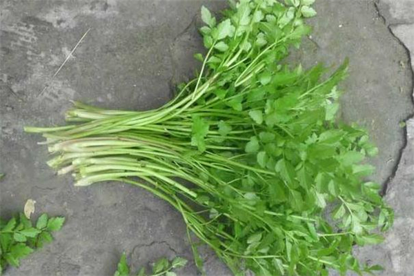 水芹菜熱量高嗎 吃水芹菜會(huì)胖嗎