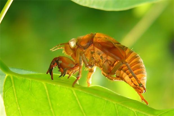 知了猴晚上幾點(diǎn)出來(lái) 知了猴為什么晚上出來(lái)