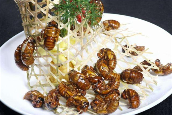 知了猴晚上幾點(diǎn)出來(lái) 知了猴為什么晚上出來(lái)