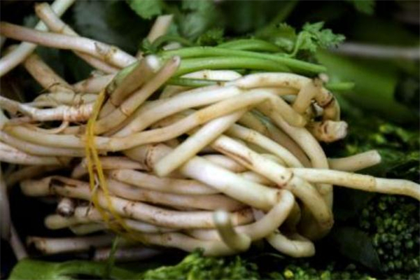 魚腥草可以減肥嗎 魚腥草怎么吃能減肥 魚腥草可以減肥嗎 魚腥草怎么吃能減肥