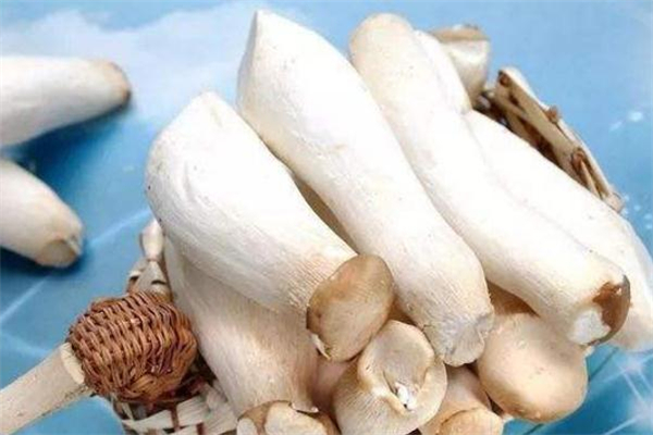 杏鮑菇焯水多長時間 杏鮑菇焯水幾分鐘 杏鮑菇焯水多長時間 杏鮑菇焯水幾分鐘