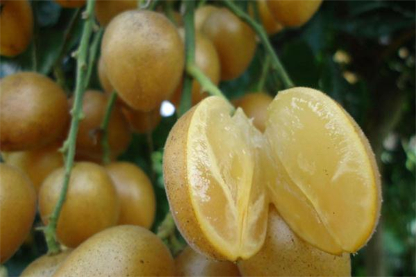 哺乳期可以吃黃皮果嗎 喂奶能吃黃皮果嗎 哺乳期可以吃黃皮果嗎 喂奶能吃黃皮果嗎