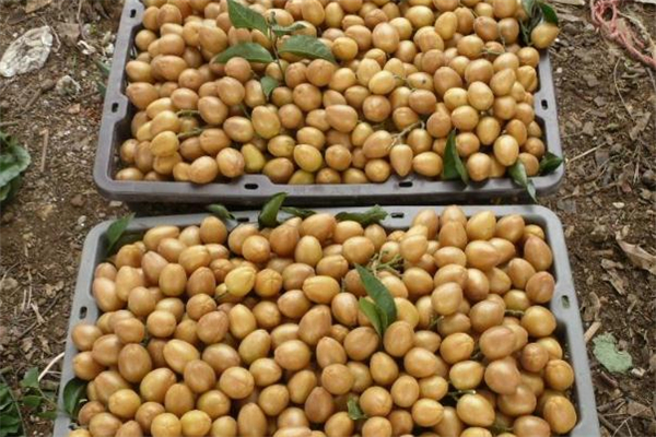 黃皮果是什么味道 黃皮果好吃嗎 黃皮果是什么味道 黃皮果好吃嗎