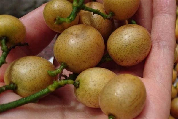 黃皮果是什么味道 黃皮果好吃嗎 黃皮果是什么味道 黃皮果好吃嗎