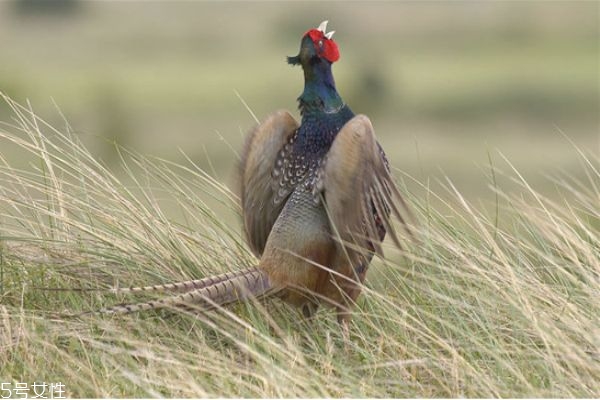 柴雞比肉雞更有營(yíng)養(yǎng)嗎 吃什么樣的雞最有營(yíng)養(yǎng) 柴雞比肉雞更有營(yíng)養(yǎng)嗎 吃什么樣的雞最有營(yíng)養(yǎng)