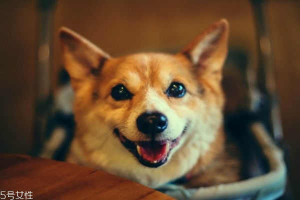 夏天怎么給狗驅(qū)蚊 怎么給狗狗驅(qū)蚊方法 夏天怎么給狗驅(qū)蚊 怎么給狗狗驅(qū)蚊方法