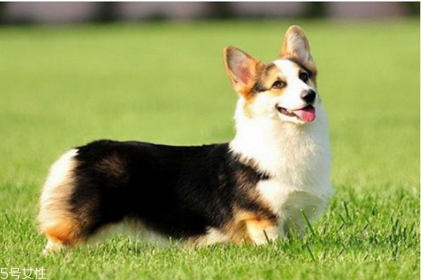 夏天怎么給狗驅(qū)蚊 怎么給狗狗驅(qū)蚊方法 夏天怎么給狗驅(qū)蚊 怎么給狗狗驅(qū)蚊方法