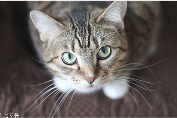 驅(qū)蚊產(chǎn)品對貓有害嗎 家里有貓?jiān)趺打?qū)蚊 驅(qū)蚊產(chǎn)品對貓有害嗎 家里有貓?jiān)趺打?qū)蚊