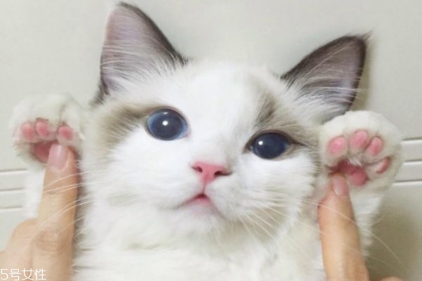 驅(qū)蚊產(chǎn)品對貓有害嗎 家里有貓?jiān)趺打?qū)蚊 驅(qū)蚊產(chǎn)品對貓有害嗎 家里有貓?jiān)趺打?qū)蚊