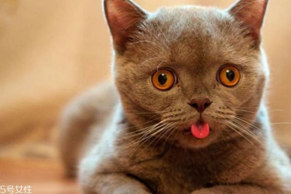 驅(qū)蚊產(chǎn)品對貓有害嗎 家里有貓?jiān)趺打?qū)蚊 驅(qū)蚊產(chǎn)品對貓有害嗎 家里有貓?jiān)趺打?qū)蚊