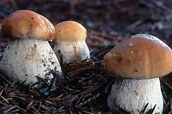 牛肝菌可以燉雞湯嗎 牛肝菌燉雞湯的做法 牛肝菌可以燉雞湯嗎 牛肝菌燉雞湯的做法