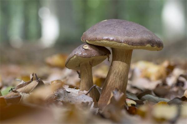 吃牛肝菌可以喝酒嗎 吃牛肝菌為什么不能喝酒 吃牛肝菌可以喝酒嗎 吃牛肝菌為什么不能喝酒