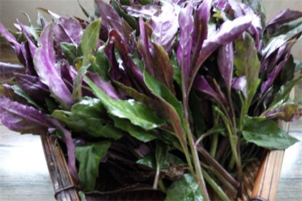 紅鳳菜多少錢一斤 2019紅鳳菜價格 紅鳳菜多少錢一斤 2019紅鳳菜價格