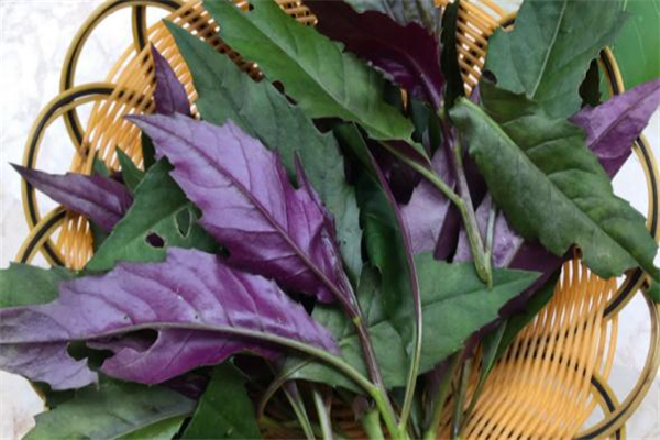 紅鳳菜多少錢一斤 2019紅鳳菜價格 紅鳳菜多少錢一斤 2019紅鳳菜價格