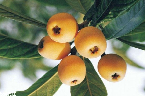 枇杷營養(yǎng)價(jià)值和功效 枇杷的食用功效 枇杷營養(yǎng)價(jià)值和功效 枇杷的食用功效