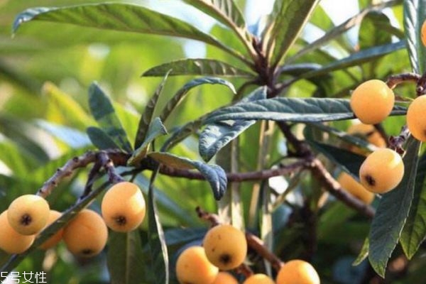 枇杷營養(yǎng)價(jià)值和功效 枇杷的食用功效 枇杷營養(yǎng)價(jià)值和功效 枇杷的食用功效