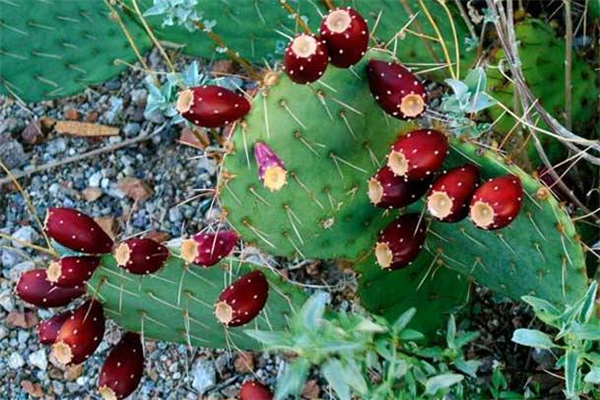 仙人掌果可以泡酒喝嗎 仙人掌果泡酒有什么功效 仙人掌果可以泡酒喝嗎 仙人掌果泡酒有什么功效