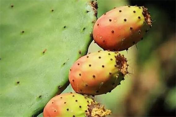 仙人掌果可以多吃嗎 仙人掌果吃多了會(huì)怎么樣 仙人掌果可以多吃嗎 仙人掌果吃多了會(huì)怎么樣