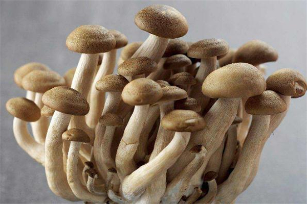 寶寶能吃蟹味菇嗎 蟹味菇怎么做給寶寶吃 寶寶能吃蟹味菇嗎 蟹味菇怎么做給寶寶吃