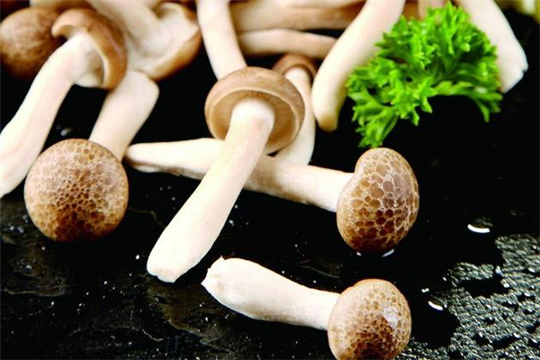 蟹味菇長白毛可以吃嗎 蟹味菇發(fā)霉還能吃嗎 蟹味菇長白毛可以吃嗎 蟹味菇發(fā)霉還能吃嗎