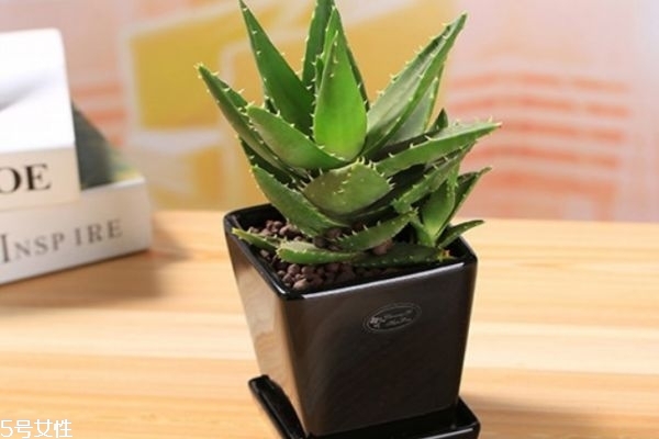 吃蘆薈可以治療痘痘嗎 蘆薈的功效是什么 吃蘆薈可以治療痘痘嗎 蘆薈的功效是什么