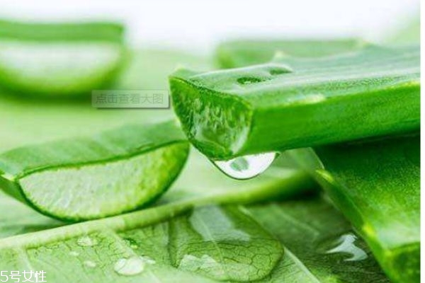 吃蘆薈可以治療痘痘嗎 蘆薈的功效是什么 吃蘆薈可以治療痘痘嗎 蘆薈的功效是什么