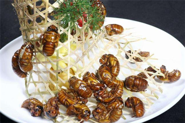 知了猴放冰箱能放多久 知了猴放冰箱怎么保存 知了猴放冰箱能放多久 知了猴放冰箱怎么保存