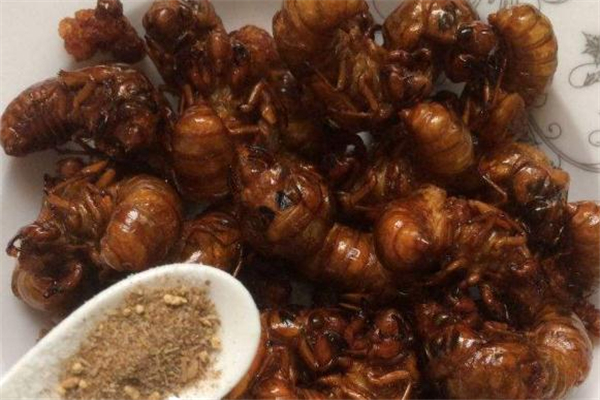 知了猴放冰箱能放多久 知了猴放冰箱怎么保存 知了猴放冰箱能放多久 知了猴放冰箱怎么保存