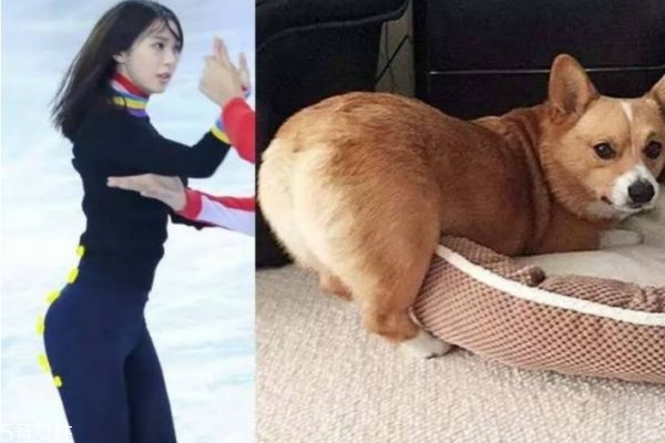 柯基臀是什么意思 練柯基臀需要怎么練 柯基臀是什么意思 練柯基臀需要怎么練