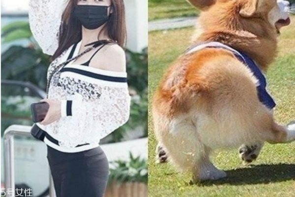 柯基臀是什么意思 練柯基臀需要怎么練 柯基臀是什么意思 練柯基臀需要怎么練