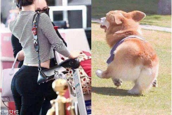 柯基臀是什么意思 練柯基臀需要怎么練 柯基臀是什么意思 練柯基臀需要怎么練