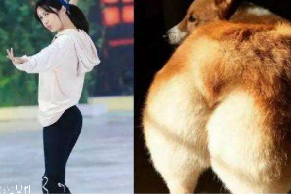 柯基臀是什么意思 練柯基臀需要怎么練 柯基臀是什么意思 練柯基臀需要怎么練