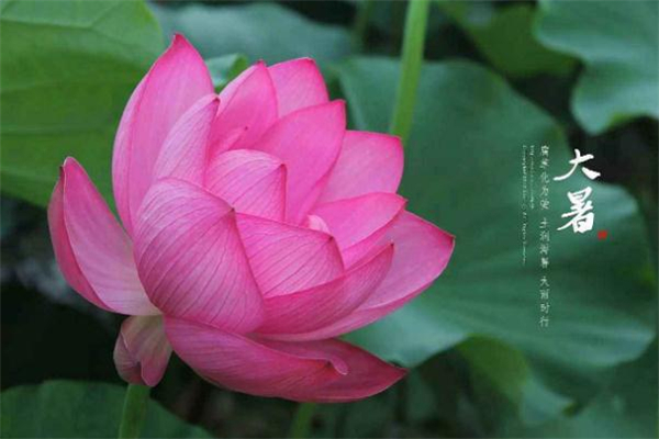 大暑過后會涼快嗎 大暑過后還要熱多久 大暑過后會涼快嗎 大暑過后還要熱多久