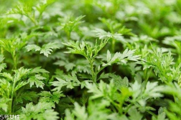 艾草是什么 艾草的好處 艾草是什么 艾草的好處