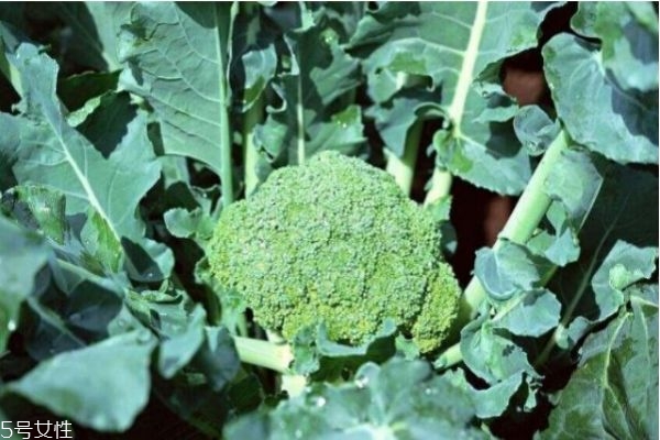 吃西蘭花有什么好處 西蘭花熱量 吃西蘭花有什么好處 西蘭花熱量