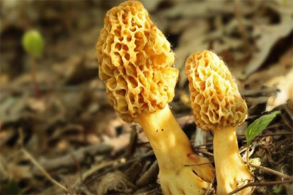 吃羊肚菌會過敏嗎 羊肚菌過敏癥狀是什么 吃羊肚菌會過敏嗎 羊肚菌過敏癥狀是什么