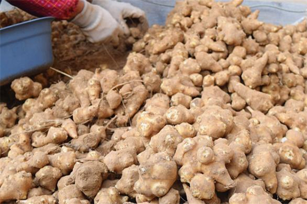 洋姜的皮能吃嗎 洋姜可以直接吃嗎 洋姜的皮能吃嗎 洋姜可以直接吃嗎