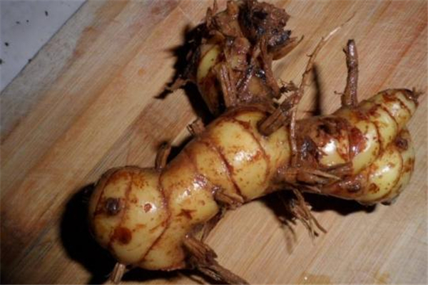 洋姜是日本傳過來的嗎 洋姜為什么又叫鬼子姜 洋姜是日本傳過來的嗎 洋姜為什么又叫鬼子姜