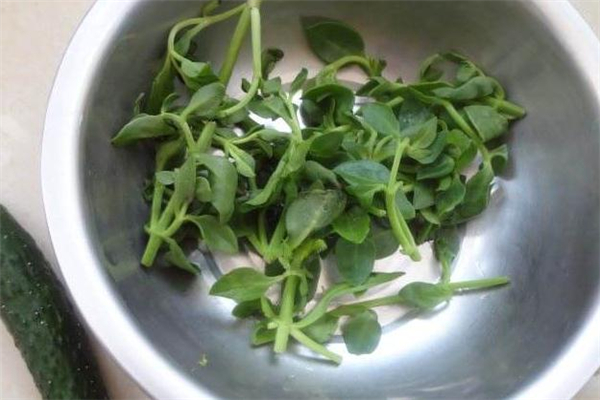 穿心蓮有毒嗎 穿心蓮吃多了有什么副作用 穿心蓮有毒嗎 穿心蓮吃多了有什么副作用