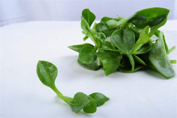 穿心蓮有毒嗎 穿心蓮吃多了有什么副作用 穿心蓮有毒嗎 穿心蓮吃多了有什么副作用