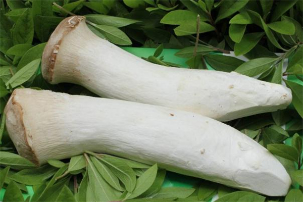 杏鮑菇炒茄子會(huì)中毒嗎 杏鮑菇炒茄子的做法 杏鮑菇炒茄子會(huì)中毒嗎 杏鮑菇炒茄子的做法