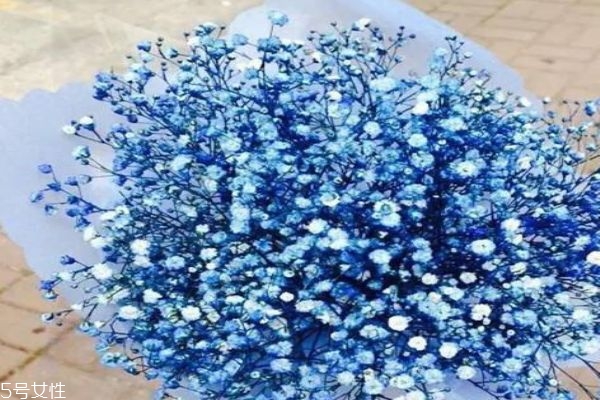 是什么滿天星 滿天星的寓意是什么 是什么滿天星 滿天星的寓意是什么