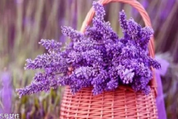 薰衣草有什么功效呢 薰衣草的寓意是什么呢 薰衣草有什么功效呢 薰衣草的寓意是什么呢
