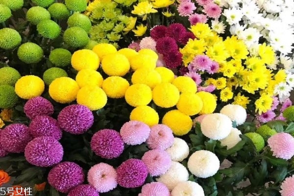 菊花有什么種類 菊花有什么功效呢 菊花有什么種類 菊花有什么功效呢