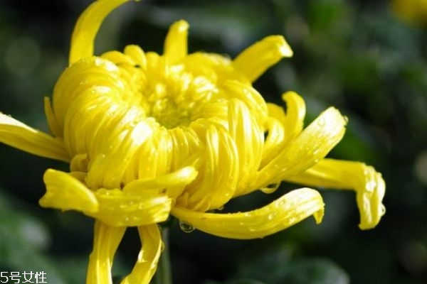 菊花有什么種類 菊花有什么功效呢 菊花有什么種類 菊花有什么功效呢