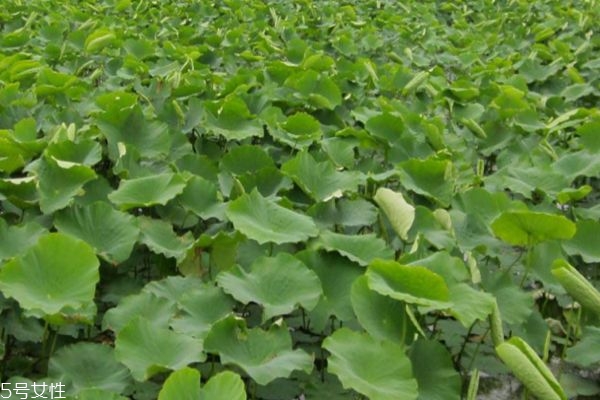 蓮藕有什么作用呢 蓮藕的功效有什么呢 蓮藕有什么作用呢 蓮藕的功效有什么呢